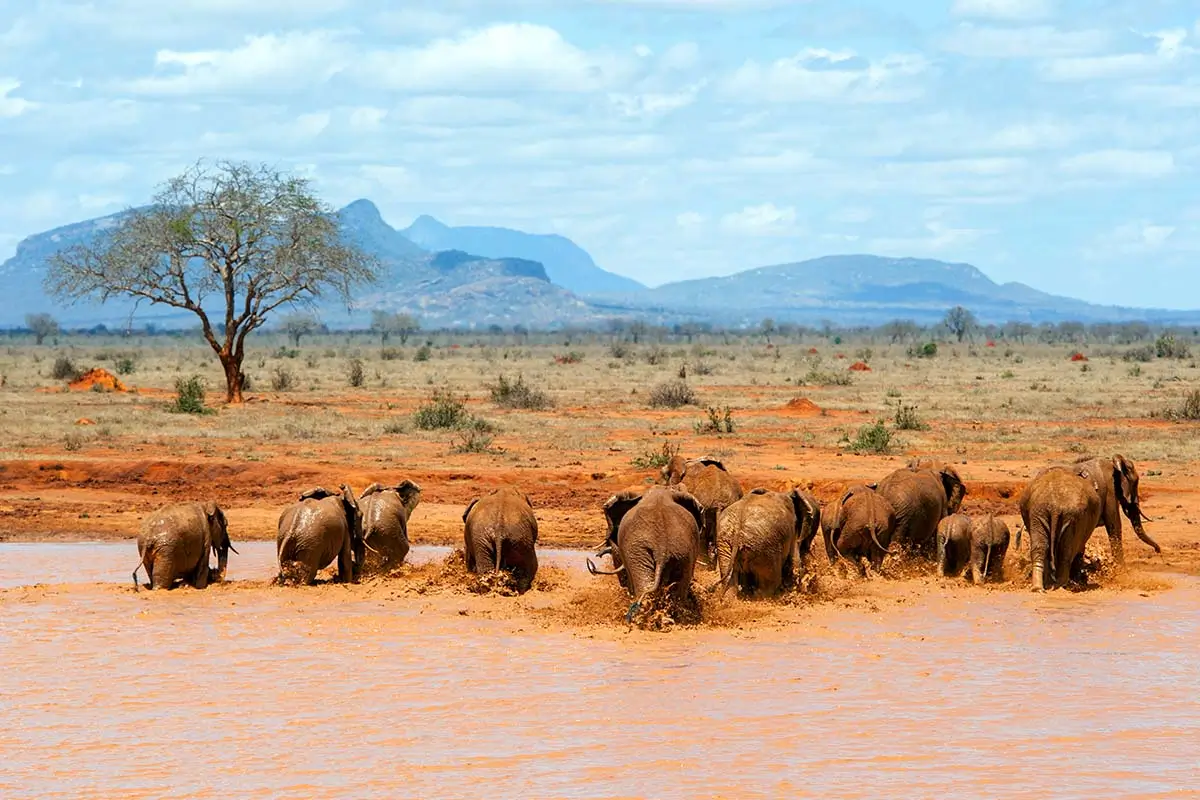 Elephants Roaming in Samburu National Reserve Safari