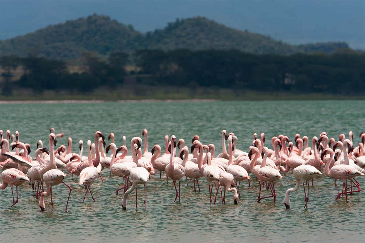 Flamingoes at Lake Naivasha during one of the Weekend Getaways in Kenya