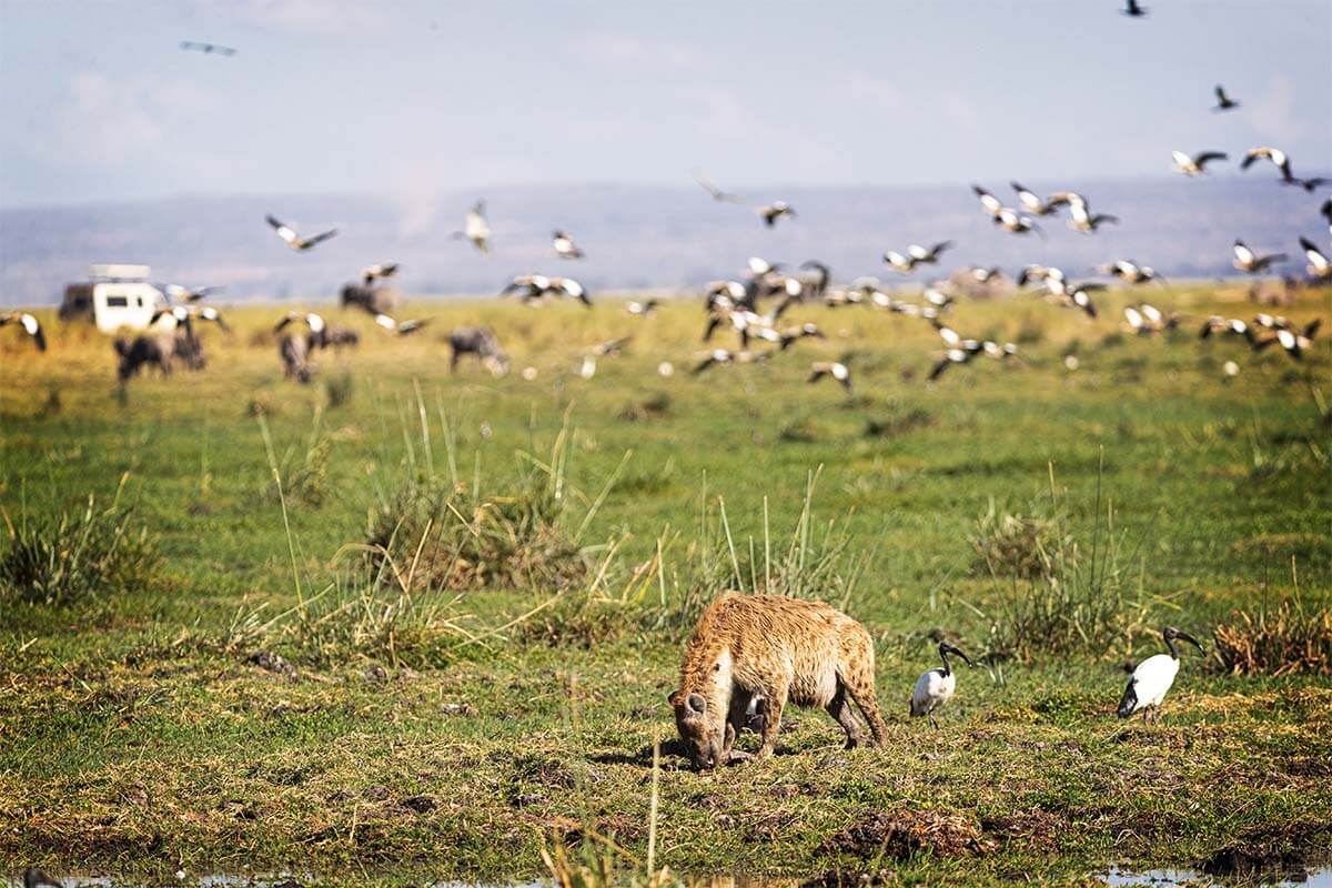 Hyena having a feast back while tourists watch during our Weekend Getaways in Kenya