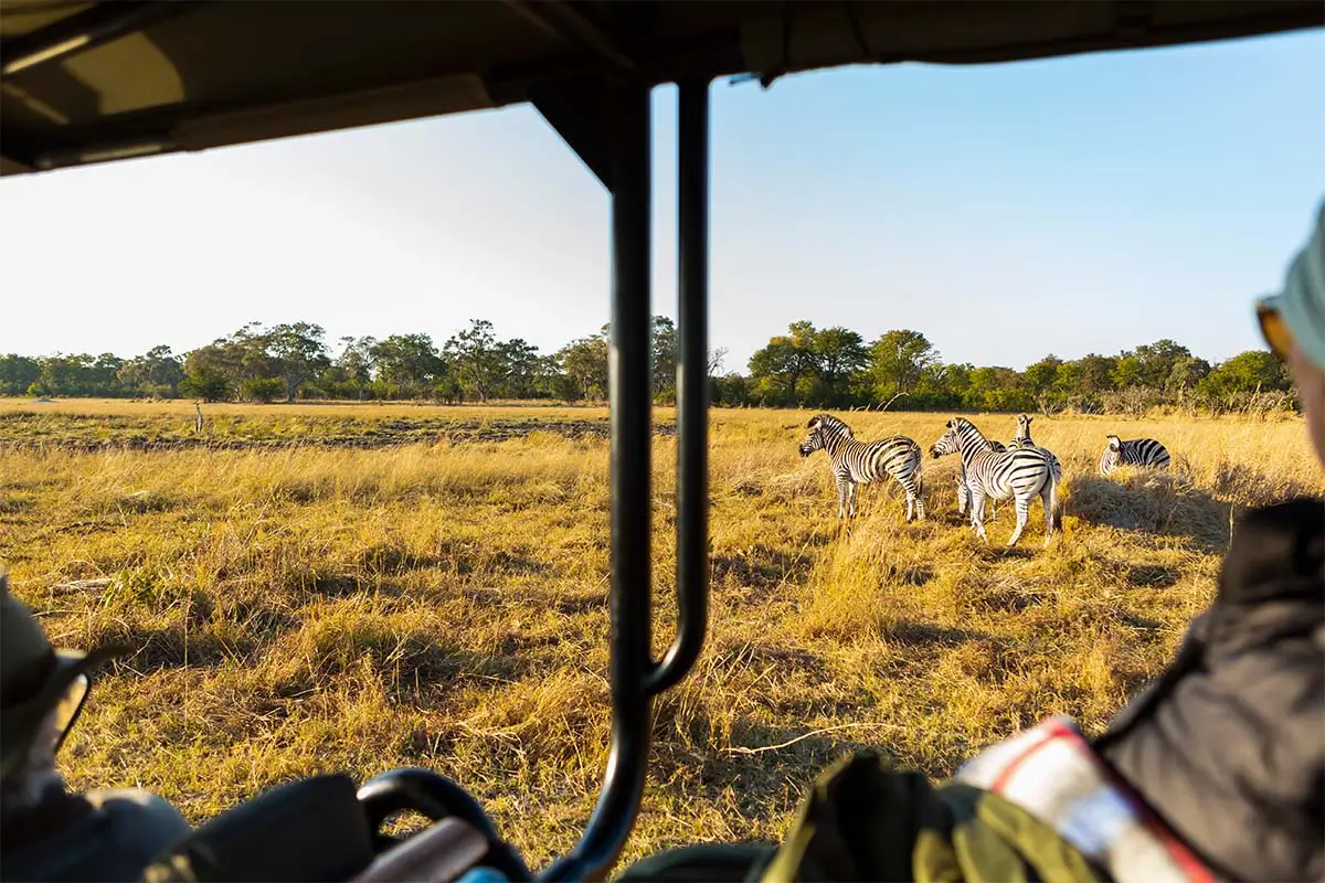 Tourists Watching Zebras in Samburu National Reserve Safari